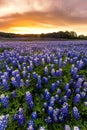 Beautiful Bluebonnets field at sunset near Austin, Texas