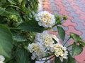 Beautiful blued focus camera shot White flowers