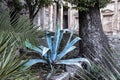 Agave in the Gardens of the Fountain, NÃÂ®mes, France Royalty Free Stock Photo