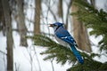 Beautiful bluejay bird - corvidae cyanocitta cristata - on branch Royalty Free Stock Photo