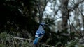 Beautiful bluejay bird - corvidae cyanocitta cristata - landing, then leaving spruce tree branch.