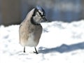 Beautiful bluejay bird - corvidae cyanocitta cristata - standing on white snow