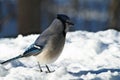 Beautiful bluejay bird - corvidae cyanocitta cristata - standing on white snow on sunny day Royalty Free Stock Photo