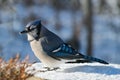 Beautiful bluejay bird - corvidae cyanocitta cristata - standing on white snow on sunny day Royalty Free Stock Photo
