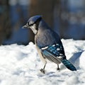 Beautiful bluejay bird - corvidae cyanocitta cristata - standing on white snow on sunny day Royalty Free Stock Photo