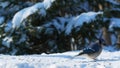 Beautiful bluejay bird on snow eating seeds on a sunny day - corvidae cyanocitta cristata