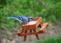 A beautiful bluejay eating seeds on a wooden picnic table bird feeder