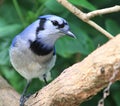 Bluejay Royalty Free Stock Photo