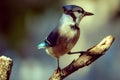 Beautiful Bluejay on a warm evening