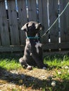 Beautiful bluenose pup 12weeks old Royalty Free Stock Photo