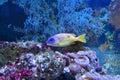 Beautiful bluestripe snapper Lutjanus kasmira underwater. On blue background