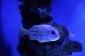 Beautiful bluestriped snapper in clear toned aquarium Royalty Free Stock Photo