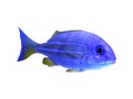 Beautiful bluestriped snapper on white. Tropical fish Royalty Free Stock Photo