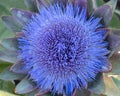 Beautiful bluish artichoke flower from above