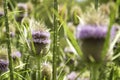 Beautiful bluish-violet flower of a wild thistle. Field plants with thorns. exotic flowers