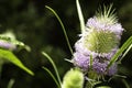 Beautiful bluish-violet flower of a wild thistle. Field plants with thorns. exotic flowers Royalty Free Stock Photo