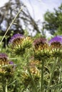 Beautiful bluish-violet flower of a wild thistle. Field plants with thorns. exotic flowers Royalty Free Stock Photo