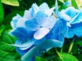 Blue flower blur background wallpaper hydrangea flower picture