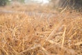 Beautiful blur Forest meadow with wild grasses light background Royalty Free Stock Photo