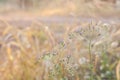 Beautiful blur Forest meadow with wild grasses light background Royalty Free Stock Photo