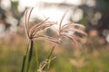 Beautiful blur Forest meadow with wild grasses light background Royalty Free Stock Photo