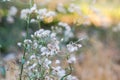 Beautiful blur Forest meadow with wild grasses light background Royalty Free Stock Photo