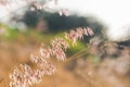 Beautiful blur Forest meadow with wild grasses light background Royalty Free Stock Photo