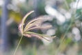 Beautiful blur Forest meadow with wild grasses light background Royalty Free Stock Photo