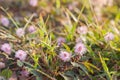 Beautiful blur Forest meadow with wild grasses light background Royalty Free Stock Photo