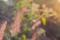 Beautiful blur Forest meadow with wild grasses light background Royalty Free Stock Photo