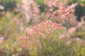 Beautiful blur Forest meadow with wild grasses light background Royalty Free Stock Photo