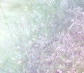 Beautiful blur grass flower in cloudy morning