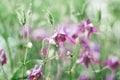 Beautiful blurred background with Aquilegia flowers. the watercolor effect