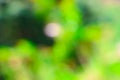 blur natural and light background,Spring background blur,holiday wallpaper
