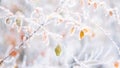 Beautiful blurred delicate winter frost nature background banner. Ice covered, frost leaves close up. Frosen branch of tree