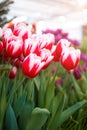 Beautiful blurred floral background of red and white tulips Royalty Free Stock Photo