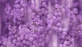 Beautiful blurred floral purple background. Many Lilac astra flowers. Freshness spring or summer morning backdrop. Nature bokeh Royalty Free Stock Photo