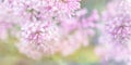 Beautiful blurred lilac flowers background. Blurred lilac branches close-up.