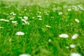 beautiful blurred natural landscape, green field with chamomile. Texture natural background of many flowers chamomile in meadow in Royalty Free Stock Photo