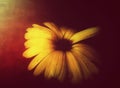Beautiful blurred shot of a black-eyed Susan flower - a perfect choice for a wallpaper background Royalty Free Stock Photo