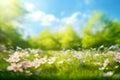 Beautiful blurred spring background nature with blooming glade, trees and blue sky on a sunny day. Royalty Free Stock Photo