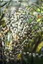Blurred spring background of willow branches Royalty Free Stock Photo