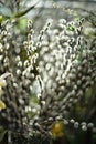 blurred spring background of willow branches Royalty Free Stock Photo
