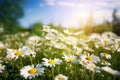 Beautiful blurred spring floral background nature with blooming glade of daisies and blue sky on sunny day. Generative AI.