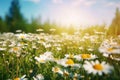 Beautiful blurred spring floral background nature with blooming glade of daisies and blue sky on sunny day. Generative AI.