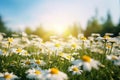 Beautiful blurred spring floral background nature with blooming glade of daisies and blue sky on sunny day. Generative AI.