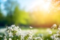 Beautiful blurred spring nature background with blooming clearing, trees and blue sky on a sunny day.