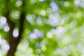 Beautiful blurred summer tree in park, natural green bokeh background