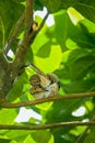 beautiful body posture of a female sparrow.