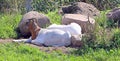 Beautiful Boer goats on the farm.